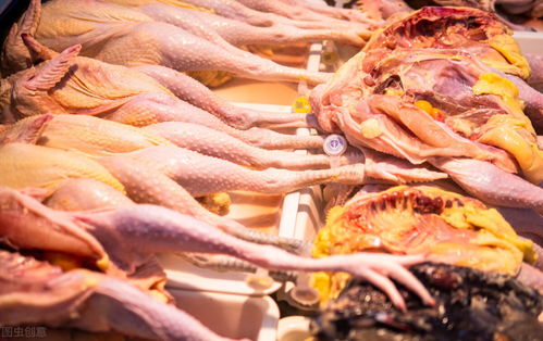 我国前八个月进口4.18亿美元美国禽肉产品，家禽贸易格局分析