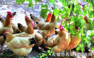 2015年12月4日全国三黄鸡价格行情分析