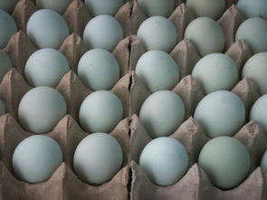 绿壳蛋 卢氏鸡的独特珍品
