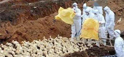 警惕禽流感肆虐 欧洲与东亚多地相继暴发，家禽安全引关注