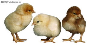 家禽0072 无精打采的小鸡