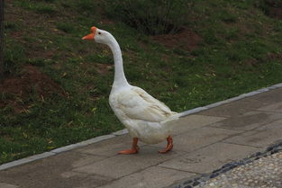 水中家禽与陆地家禽