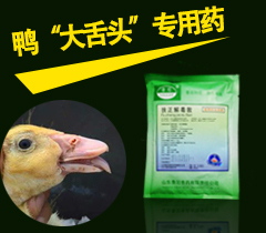农大与省家禽研究所推荐的肉鸭大舌病高效防治药物