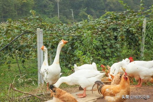 专家建议严查农民在家私养家禽 农村环境与养殖的矛盾