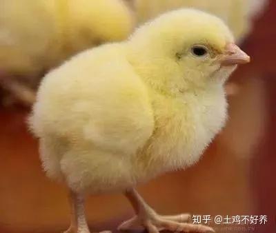 家禽养殖基本知识大全 经典总结