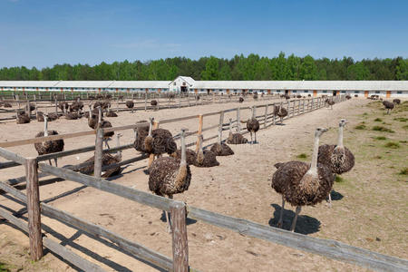 火鸡摄影 从家禽到商用艺术——摄图新视界图片0i0f15的商用价值解析