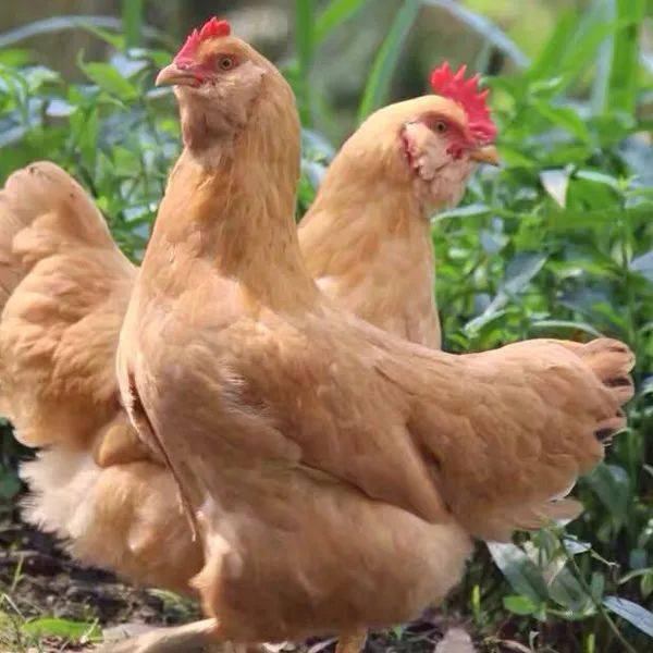 肉嫩骨细，皮脆味鲜——家禽美食的魅力