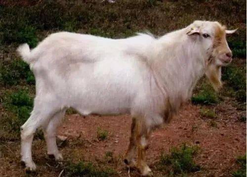 深度丨湖北十大地理标志产品 家禽与武昌鱼等独特风味探秘