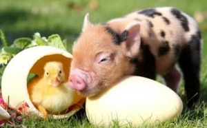 国际养猪及家禽行业财经动态与趋势分析