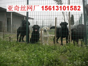 家禽围网价格行情分析——以安平县一诺金属丝网厂为例