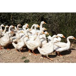 农副产品配送新篇章 宏鸿农产品家禽配送网站引领行业升级