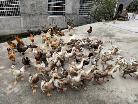 鸡鸭 家禽养殖中的双璧