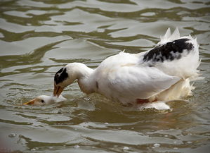 长焦镜下的诗意田园 EF 200mm f/2.8L II USM 深度体验