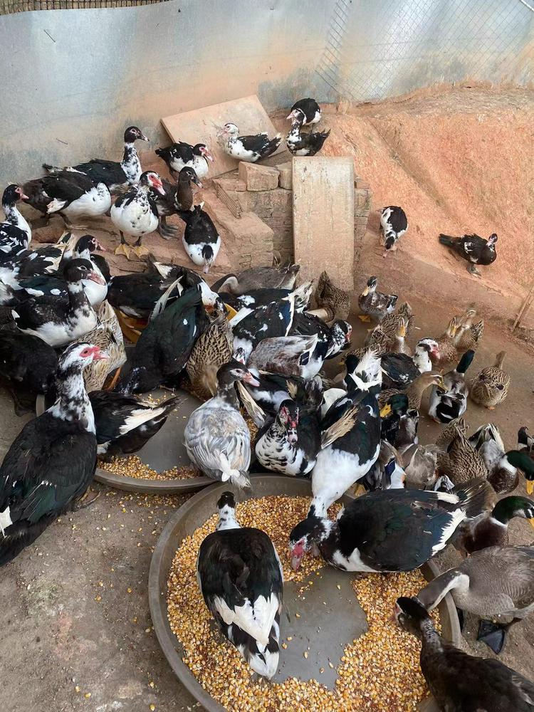 关于番鸭养殖与选购的全面指南