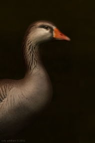 插画艺术中的家禽 从农家田园到创意画布