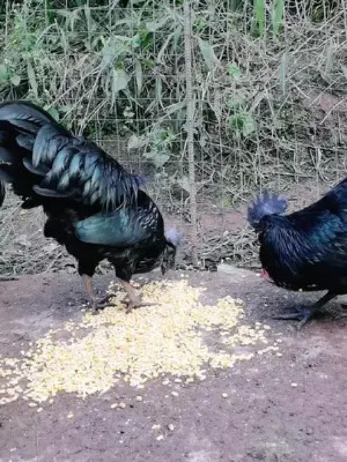 农家小院的守护者 家禽与鸡的温情影像