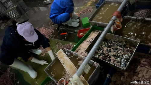 触目惊心 记者卧底鸭肠鹅肠工厂，揭露家禽加工背后的食品安全隐忧