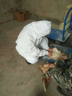 守护“舌尖上的安全” 攸县谭桥动物防疫站强化节假日畜禽水产品质量监管