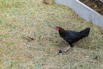 科技赋能，智慧养殖 家禽农场电子产品新视界