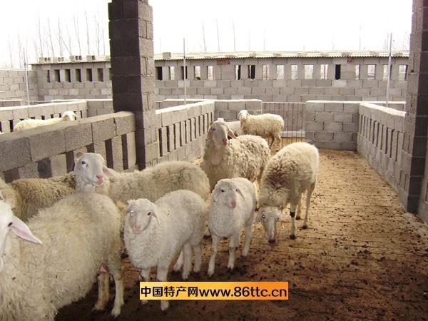小尾寒羊 农林牧渔行业的优质特产与家畜养殖典范
